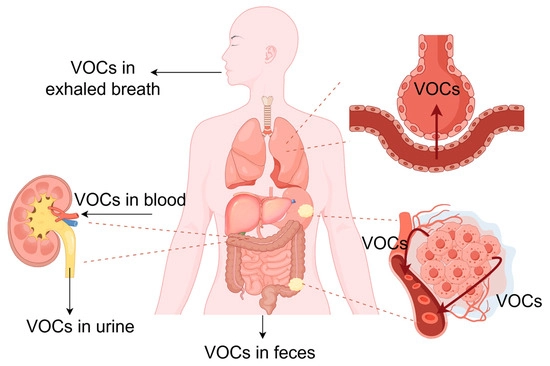 VOCs in the human body